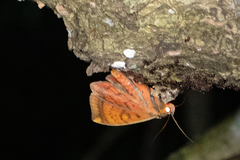 Hypopyra vespertilio