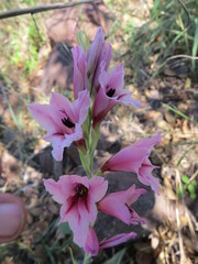Gladiolus crassifolius