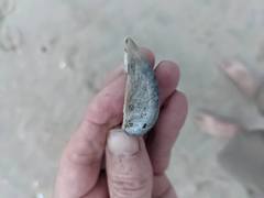 Cucullaea labiata