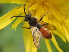 Nomada fabriciana