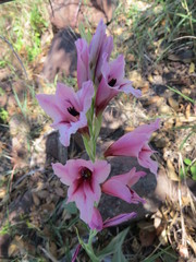 Gladiolus crassifolius