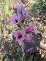 Gladiolus crassifolius