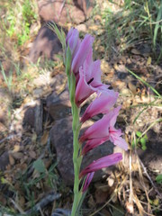 Gladiolus crassifolius