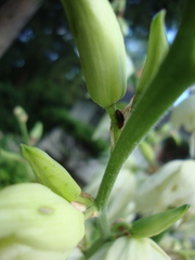 Caplothorax melanopterus