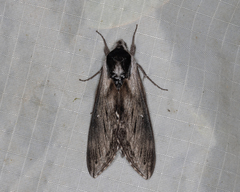 Sphinx poecila