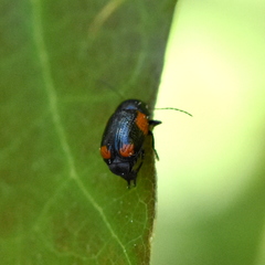 Cryptocephalus quadruplex