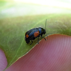 Cryptocephalus quadruplex