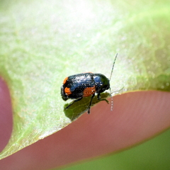 Cryptocephalus quadruplex