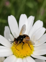 Gymnosoma rotundatum