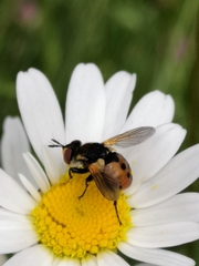 Gymnosoma rotundatum