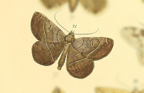 Catamelas caripina