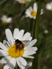 Gymnosoma rotundatum
