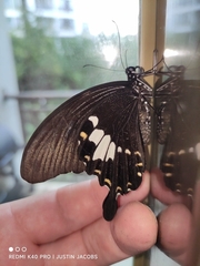 Papilio nephelus