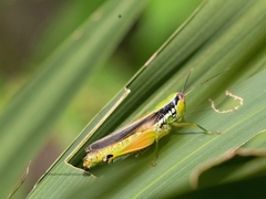 Bermius brachycerus