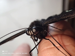 Papilio nephelus
