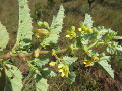 Hermannia burkei