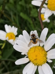 Gymnosoma rotundatum