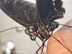 Papilio nephelus