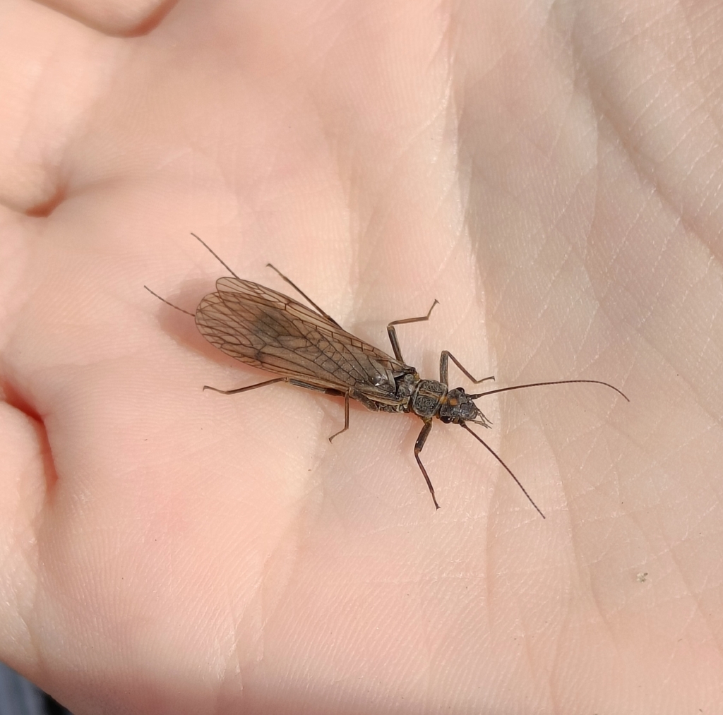 Isogenus
