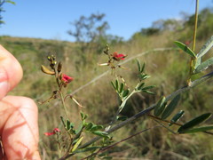 Indigofera tristoides