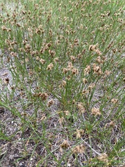 Carex duriuscula