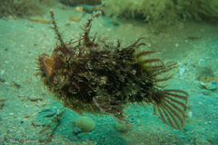 Tasselled Frogfish photo 4