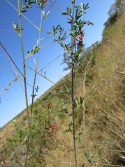 Indigofera tristoides