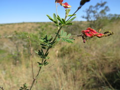 Indigofera tristoides