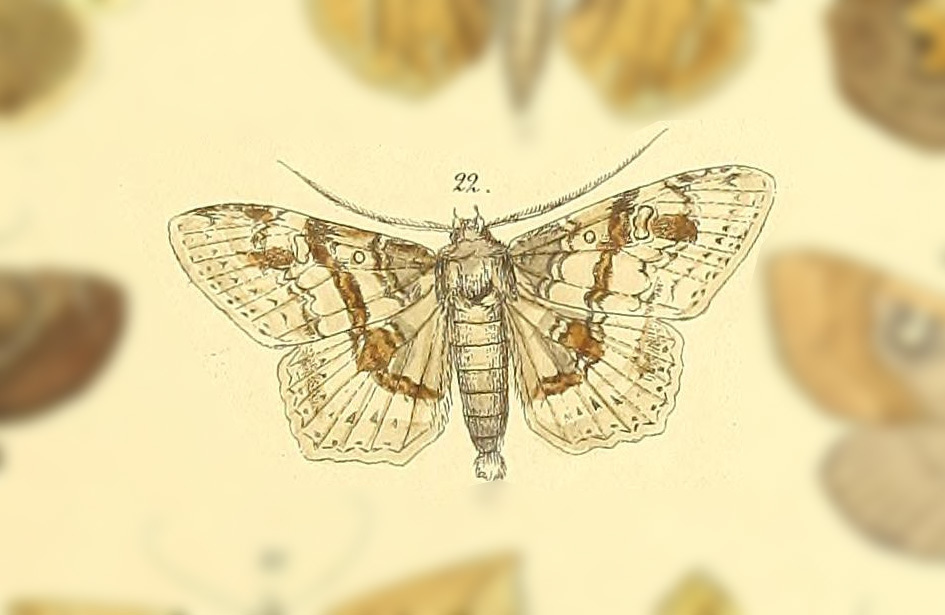 Euclystis myodes