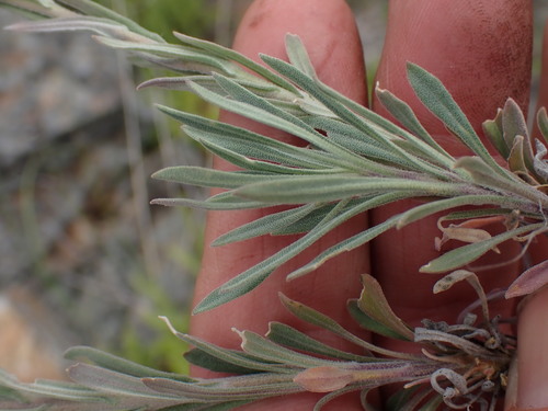 Image of Boechera polyantha by no rights reserved