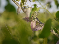 Pentatropis nivalis