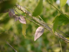 Pentatropis nivalis