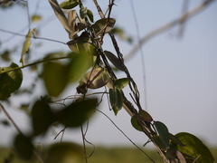 Pentatropis nivalis