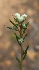Grevillea pilulifera