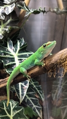 Phelsuma