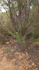 Grevillea pilulifera