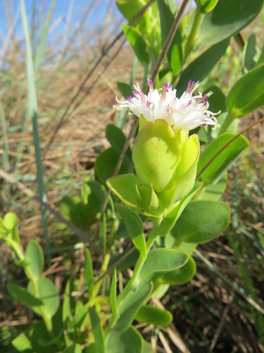 Lopholaena coriifolia image