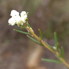 Grevillea pilulifera