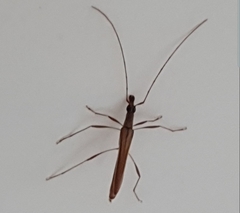 Rhinophthalmus