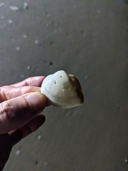 Cucullaea petita