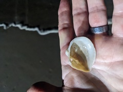 Cucullaea petita
