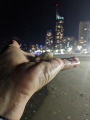 Cucullaea petita