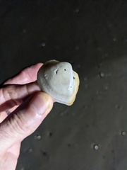 Cucullaea petita