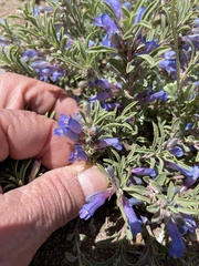 Penstemon caespitosus