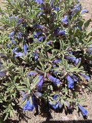Penstemon caespitosus