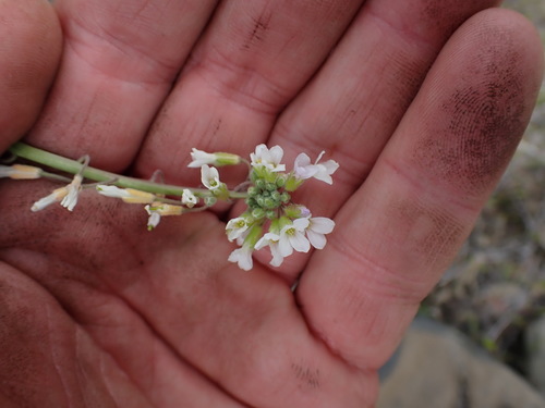 Image of Boechera polyantha by no rights reserved