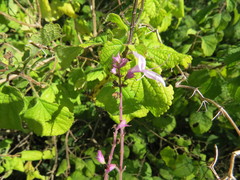 Ocimum labiatum