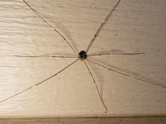 Leiobunum aldrichi