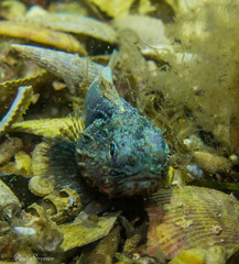 Maxillicosta scabriceps