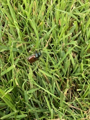 Phyllopertha horticola